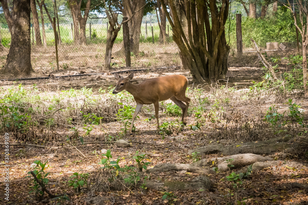 Little deer in natural reserve Little deer in natural reserve
