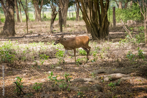 Little deer in natural reserve