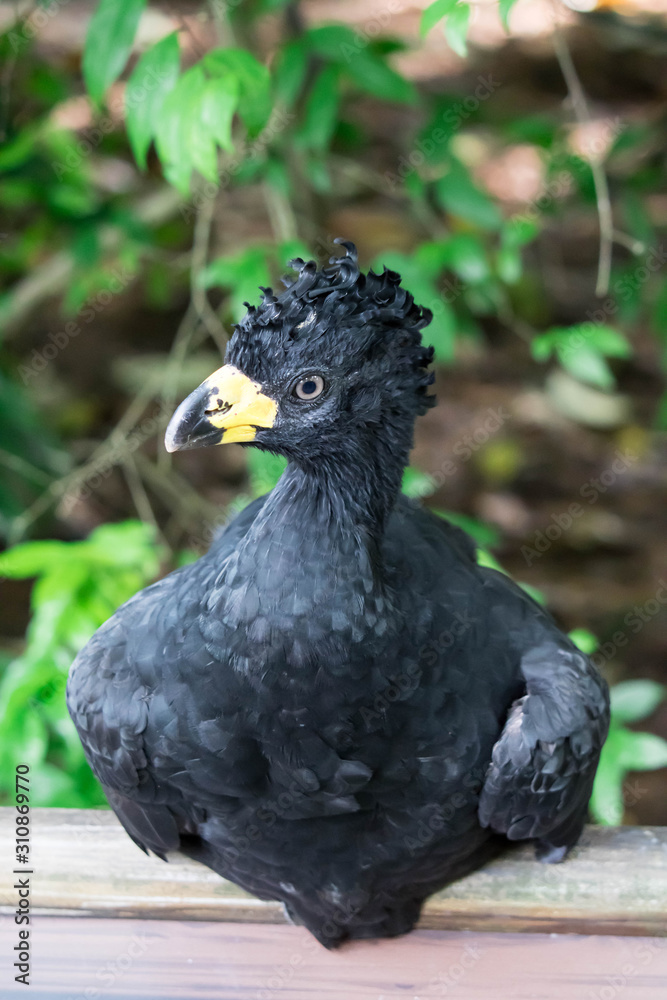 Male Bare-faced Curassow, Crax Fasciolata, close-up portrait, it is a species of bird in the family Cracidae, Mato Grosso Do Sul, Brazil close-up portrait Male Bare-faced Curassow, Crax Fasciolata, close-up portrait, it is a species of bird in the family Cracidae, Mato Grosso Do Sul, Brazil close-up portrait