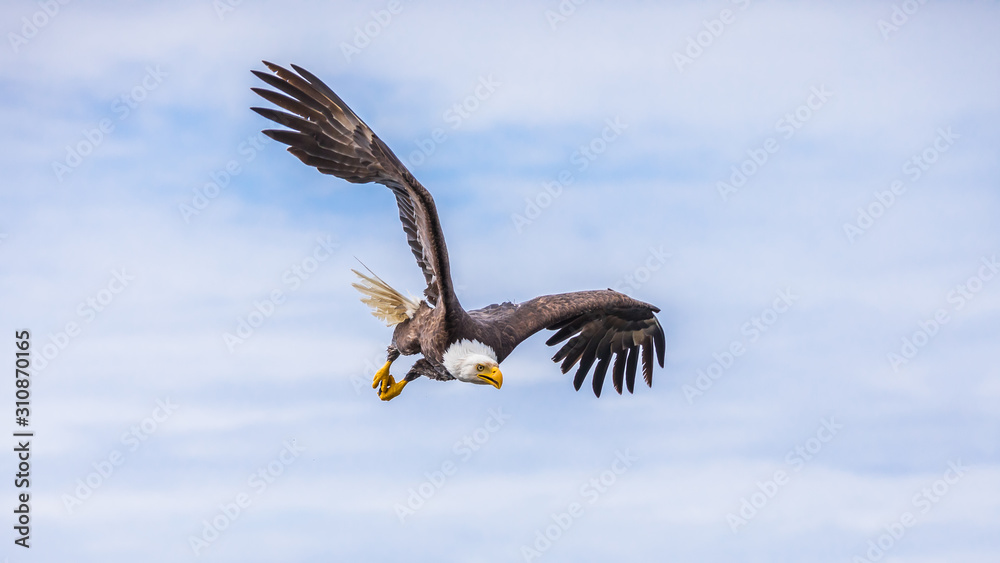 Naklejka premium Bald Eagle (haliaeetus leucocephalus) looking for fish