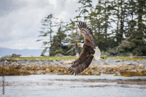 Canadian Bald Eagle  haliaeetus leucocephalus  flying in its habitat with open wings