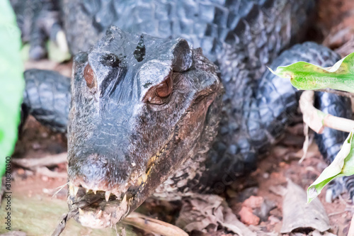 African dwarf crocodile, broad-snouted bony crocodile, Osteolaemus tetraspis, detail portrait in nature habitat. Lizard with big eyes. Wildlife scene from tropical forest in Africa, in the river. photo