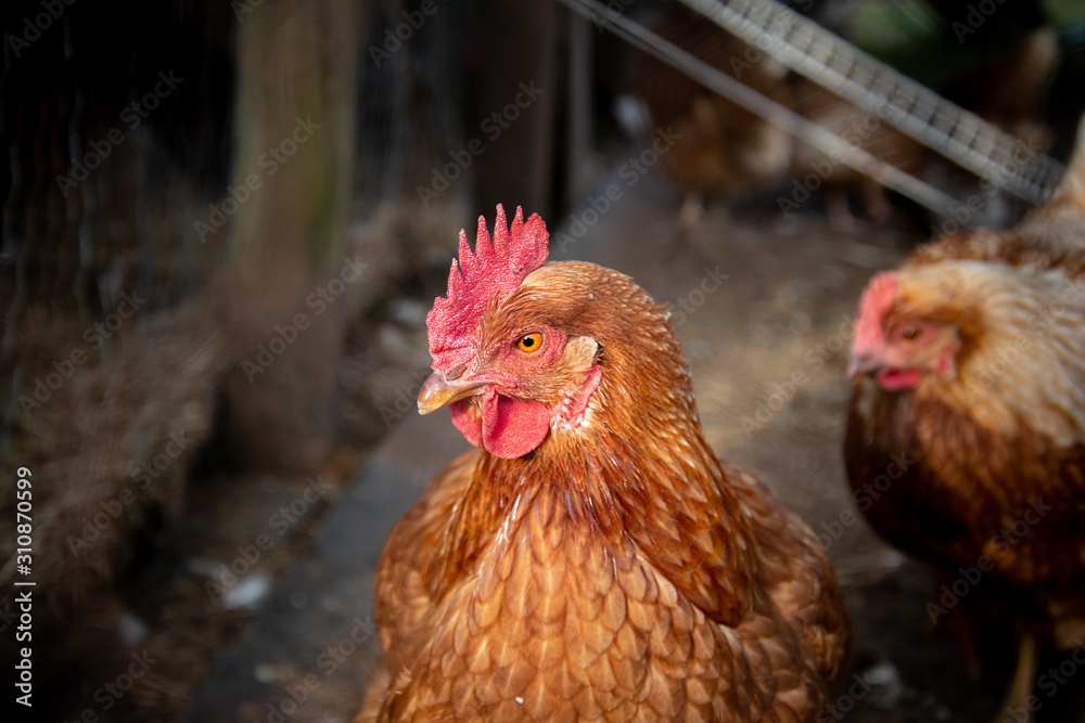 A Rhode Island Red chicken closeup showing the details in the hens feathers, wattle and comb