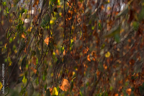 autumn branches of birch. natural background