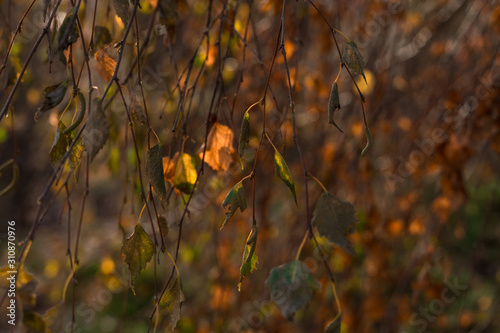 autumn branches of birch. natural background