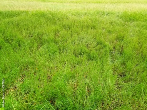 Full frame shot of green grass field
