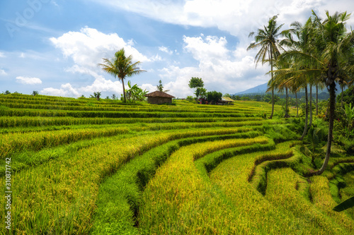 View of Jatiluwih rice terrace, Bali