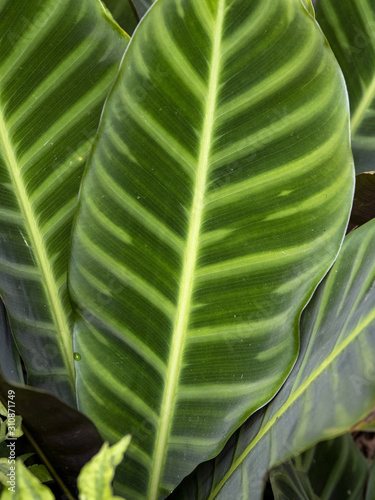 Beautiful structure of leaf maranta, full of flowers. Bali, Indonesia. photo