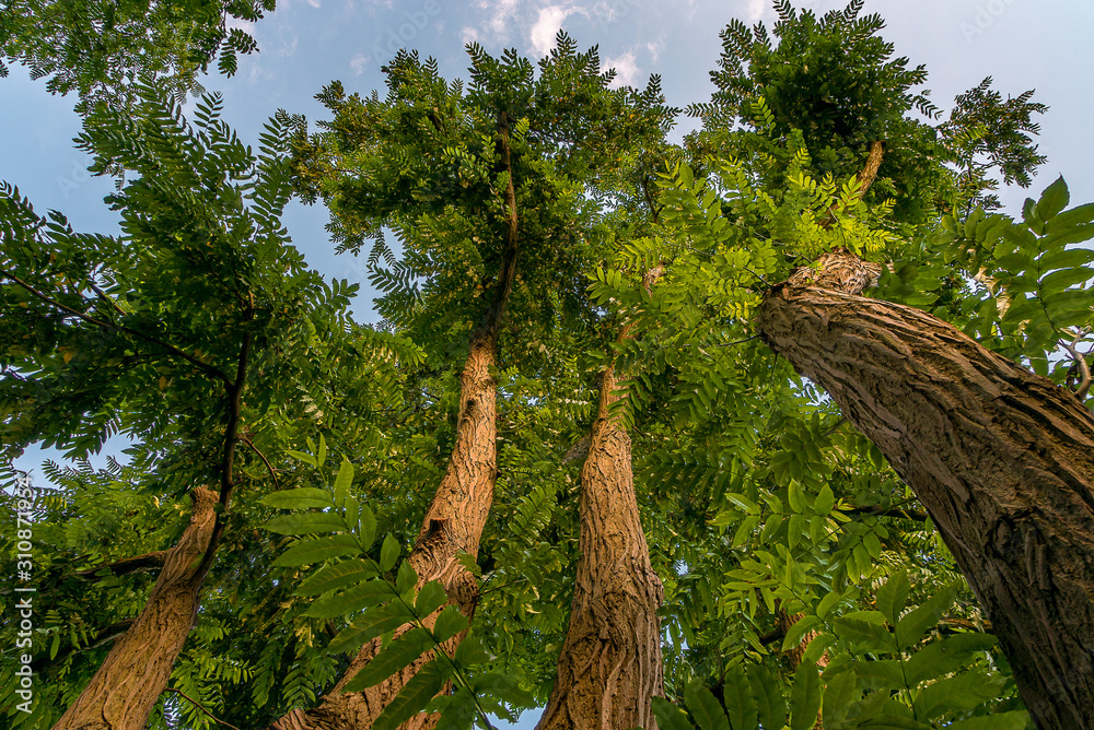 custom made wallpaper toronto digitalGroße grüne Palisanderbäume von unten