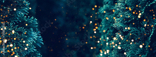 Web-banner with coniferous branch and a nice place for text. Blue color. Theme of nature, the advent of winter, Christmas holidays.