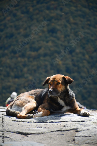 Dog is relaxing near Gergeti Trinity Church (Tsminda Sameba) near Stepantsminda village (Kazbegi) in Georgia