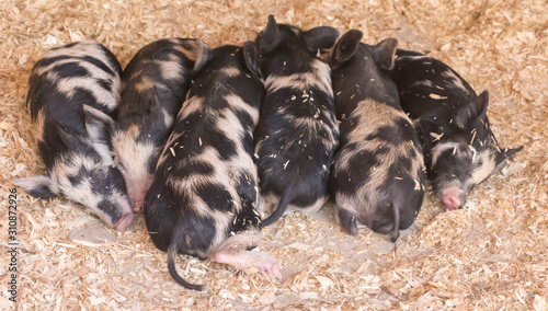 Piglets sleeping side by side on wood shavings