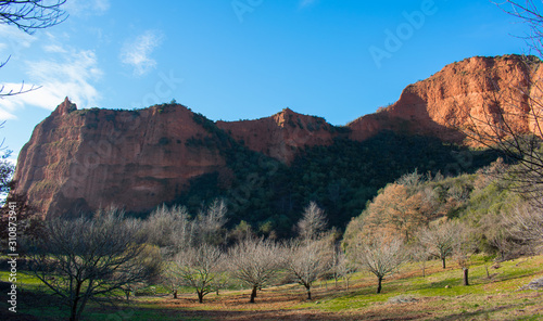 Trees with red mountains and behind