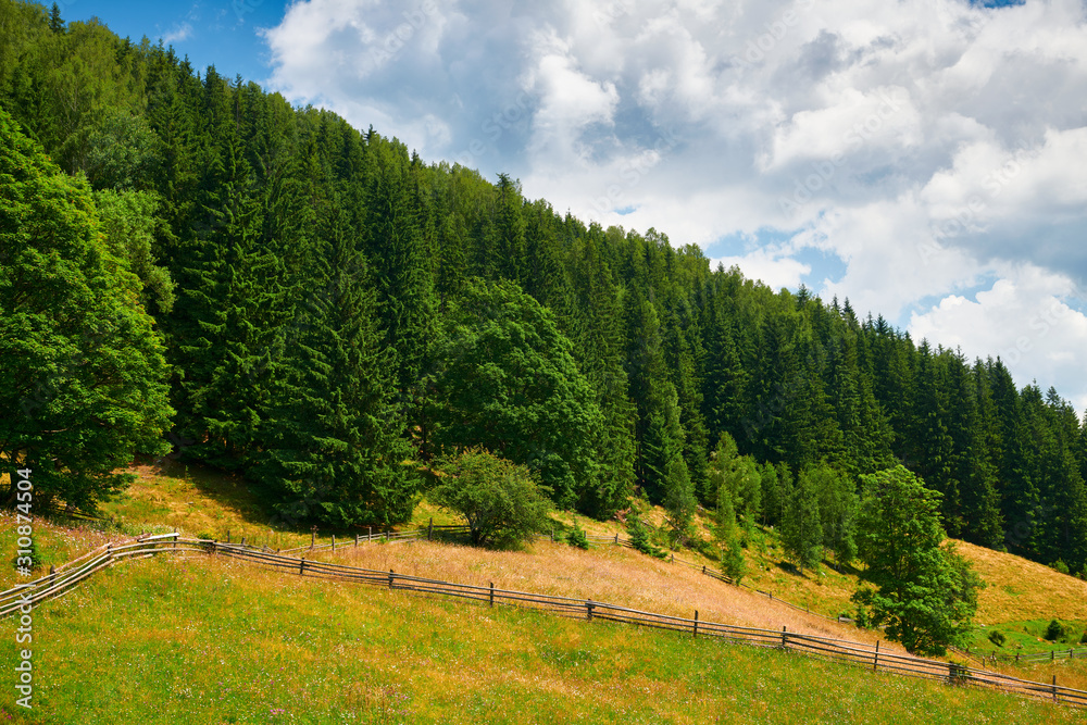 beautiful summer landscape, high spruces on hills, blue cloudy sky and wildflowers - travel destination scenic, carpathian mountains beautiful summer landscape, high spruces on hills, blue cloudy sky and wildflowers - travel destination scenic, carpathian mountains