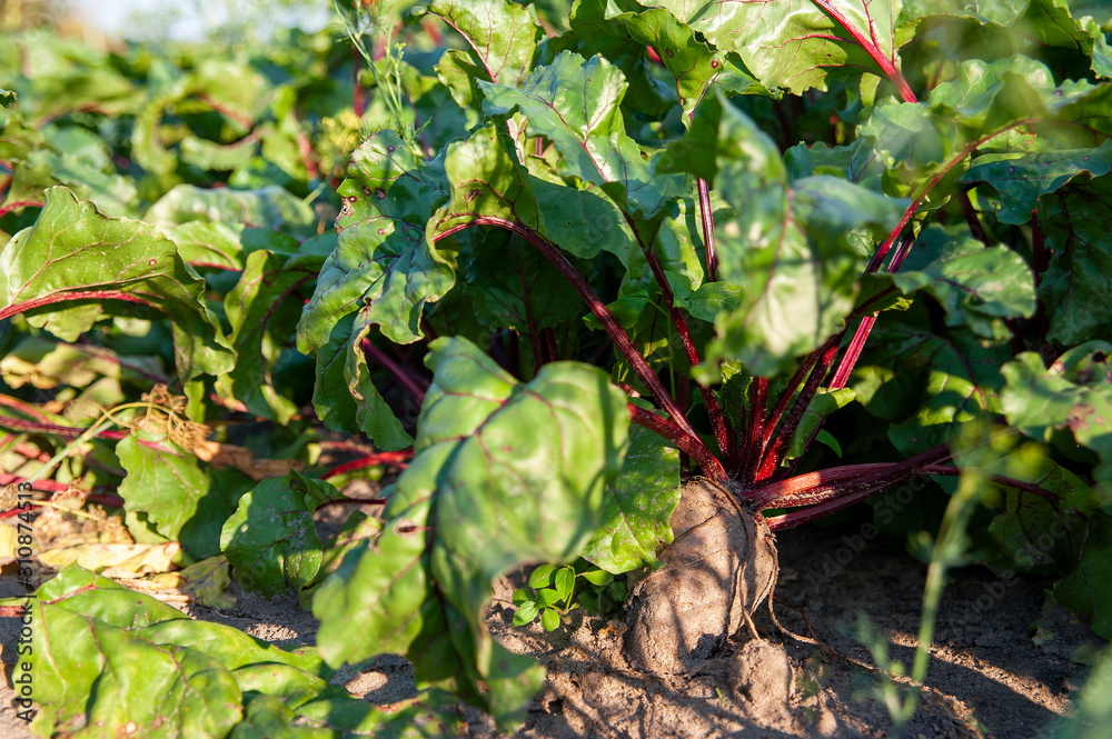 Organic beetroots ripening in the garden on a sunny summer day Organic beetroots ripening in the garden on a sunny summer day