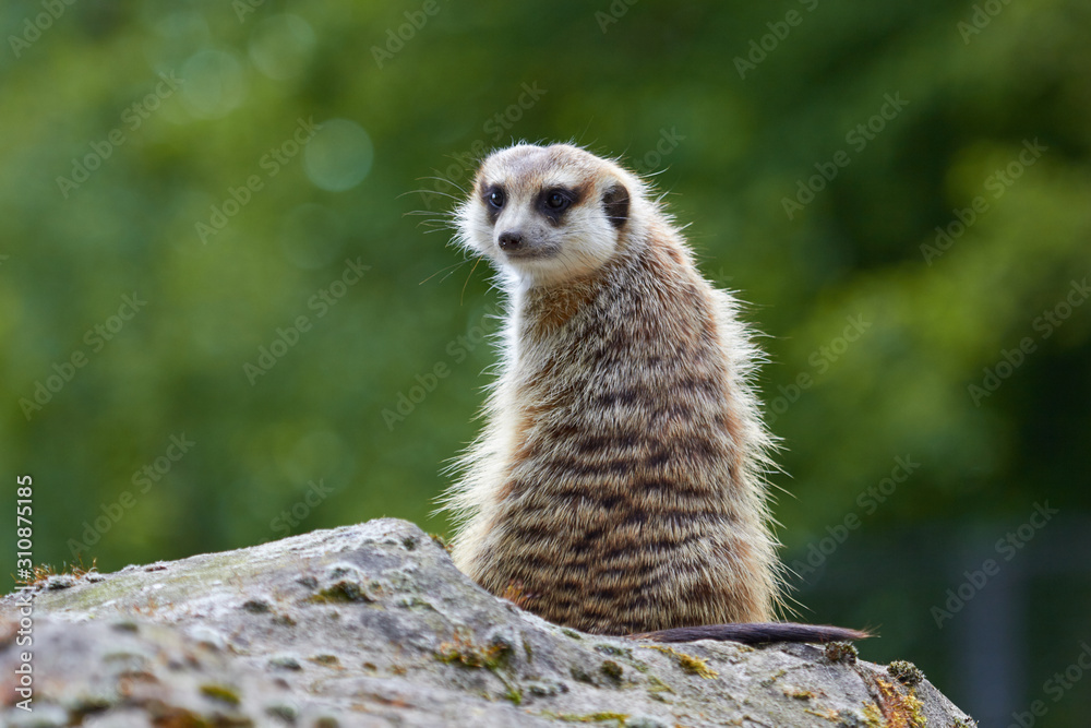 Fototapeta premium Meerkat looking at the camera