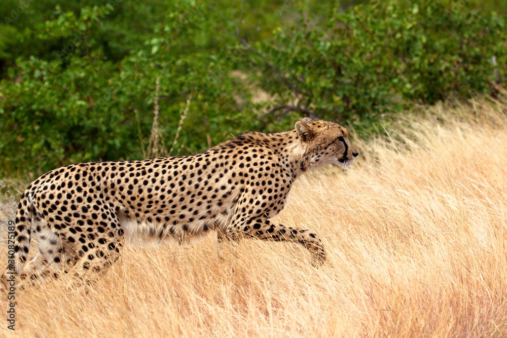 Obraz premium Hunting cheetah in Kruger National Park.