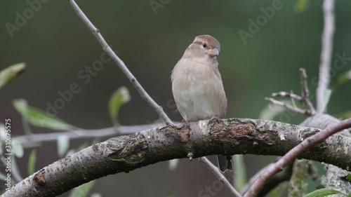 Female house sparrow sitting on branch