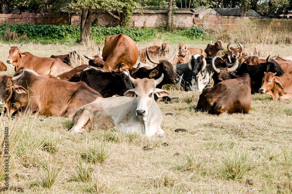 herd of beautiful Indian sacred humpback zebu cows graze and rest in a meadow