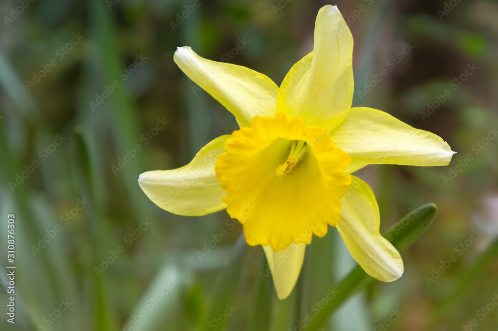 Natural background with yellow Narcissus flower Natural background with yellow Narcissus flower
