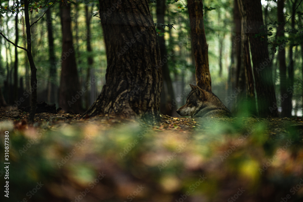 trees in the forest trees in the forest