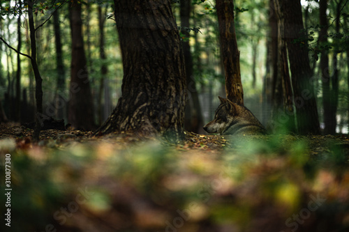 trees in the forest