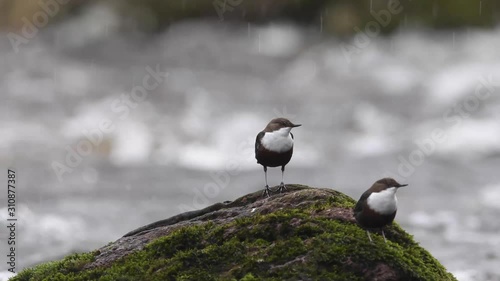 Two dipper birds by river Usk