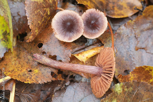 Cortinarius anthracinus, a webcap mushroom from Finland photo