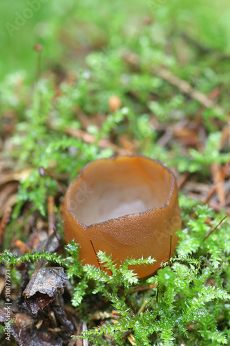 Humaria hemisphaerica, known as the hairy fairy cup, the brown-haired fairy cup or glazed cup, mushrooms from Finland