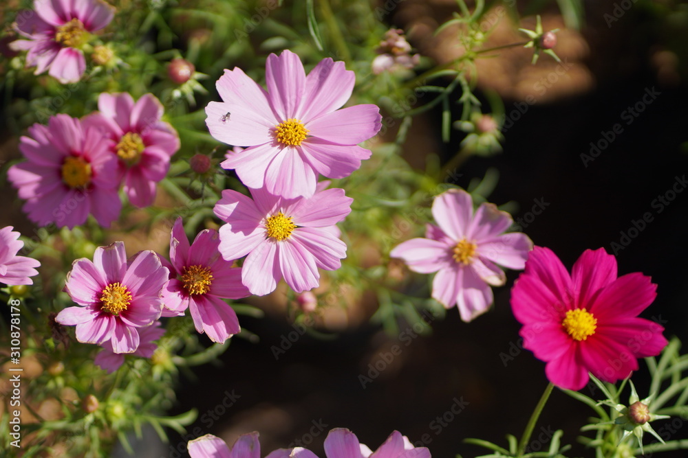 close up of cosmos flower and blurred background close up of cosmos flower and blurred background