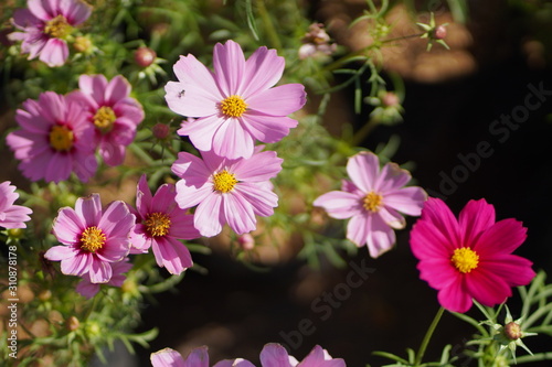 close up of cosmos flower and blurred background