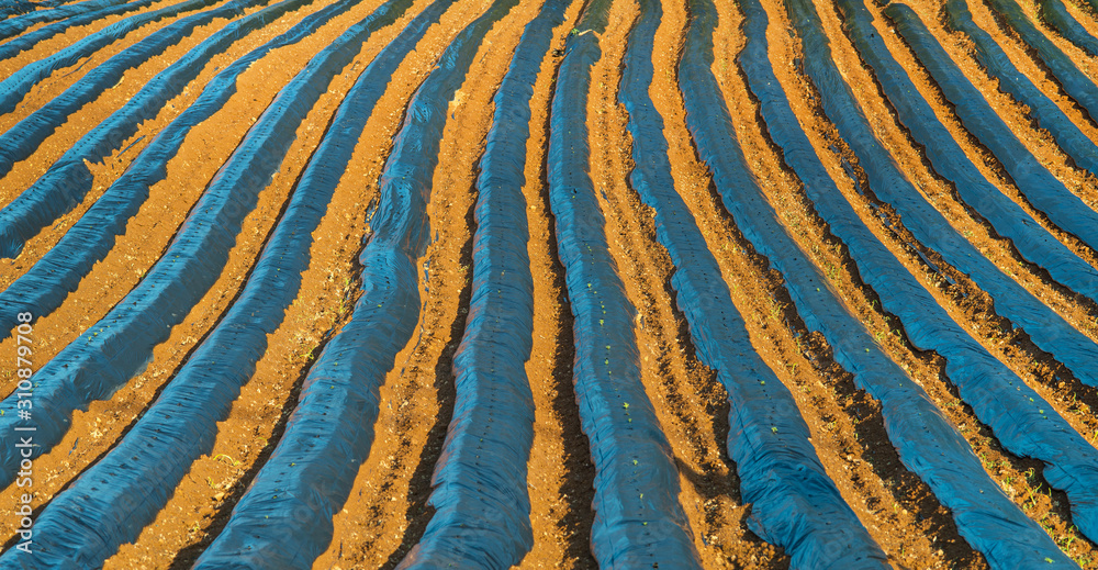 Cultivation, Agriculture, Furrows row pattern in a plowed field. Cultivation, Agriculture, Furrows row pattern in a plowed field.