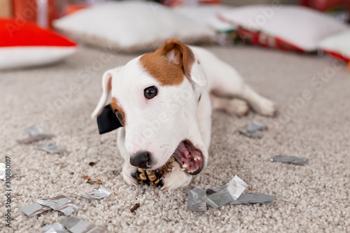 Bild auf Leinwand Christmas and pet concept - Jack russell terrier puppy nibbles at a fir