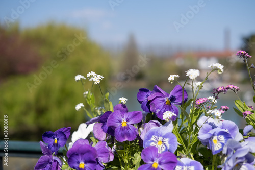 purple flowers in front of the Seine