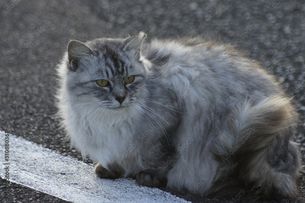 Stray cat on the mountain