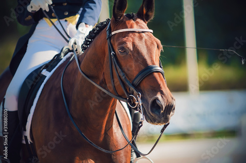 Portrait of a beautiful Bay horse, dressed in sports gear for dressage and with rider in the saddle, who holds her by the reins.