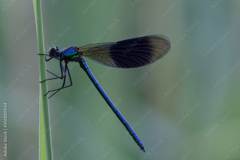 dragonfly macro: banded demoiselle in the early morning on a leaf dragonfly macro: banded demoiselle in the early morning on a leaf