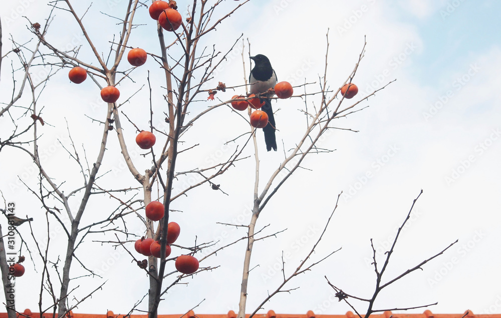 Fototapeta premium 감나무 와 까치