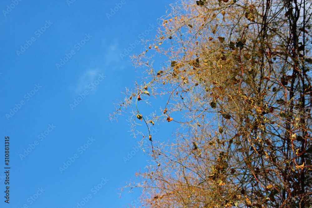 Obraz premium 잡풀