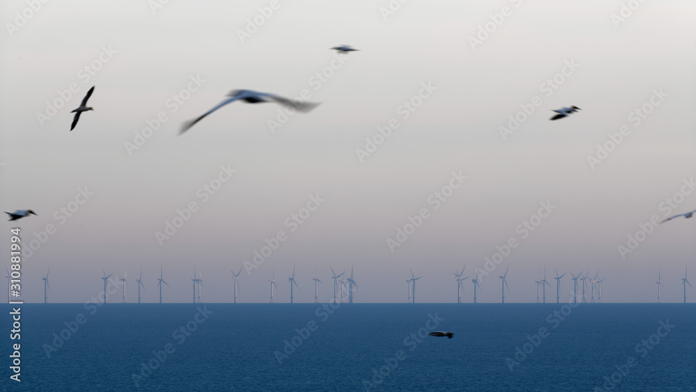 Nordsee Windpark mit vorbeifliegenden Basstölpeln