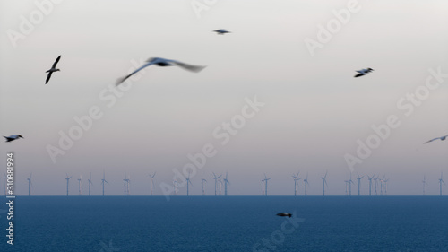 Nordsee Windpark mit vorbeifliegenden Basstölpeln