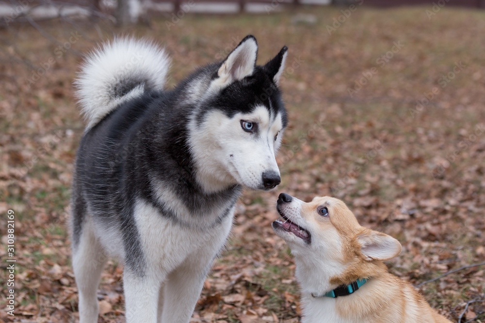 Siberian husky and pembroke welsh corgi puppy are playing in the autumn park. Pet animals.