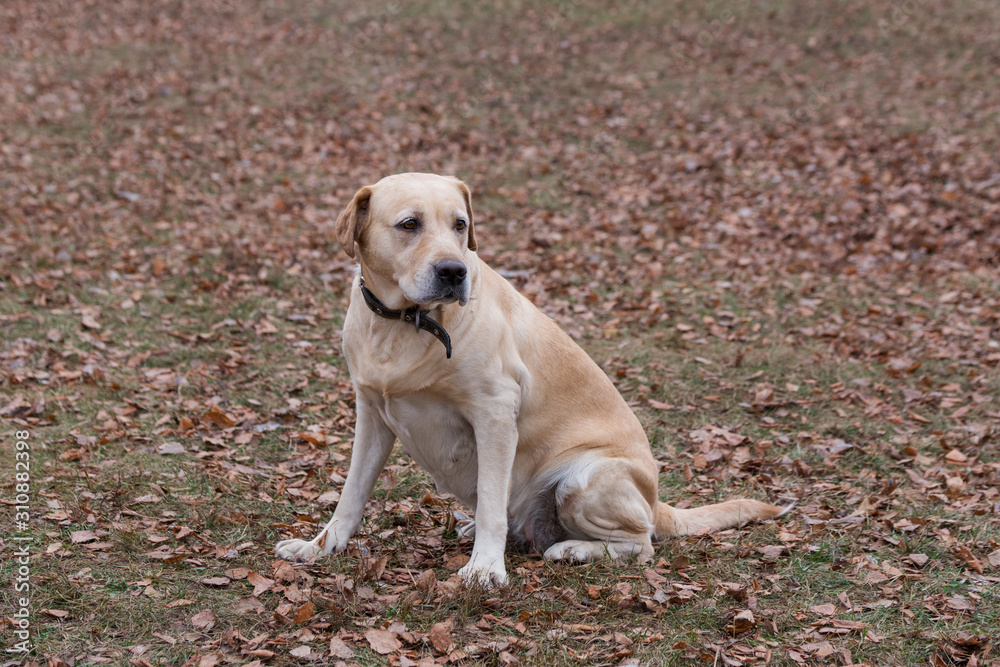 Cute labrador retriever is sitting in the autumn park. Pet animals. Cute labrador retriever is sitting in the autumn park. Pet animals.
