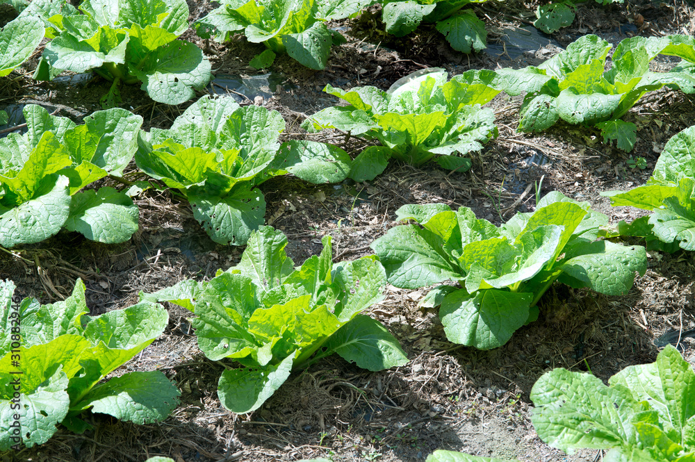 Rows of fresh cabbage plants on the field. Rows of fresh cabbage plants on the field.