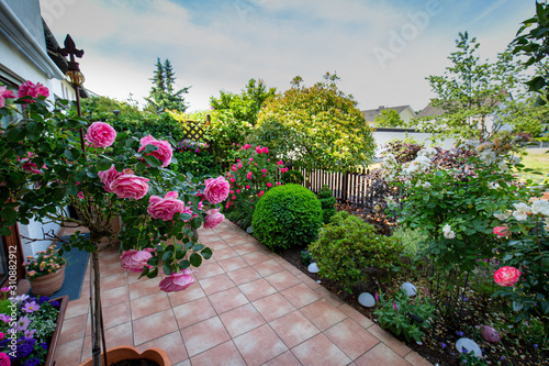 blooming rose on terrace in the garden