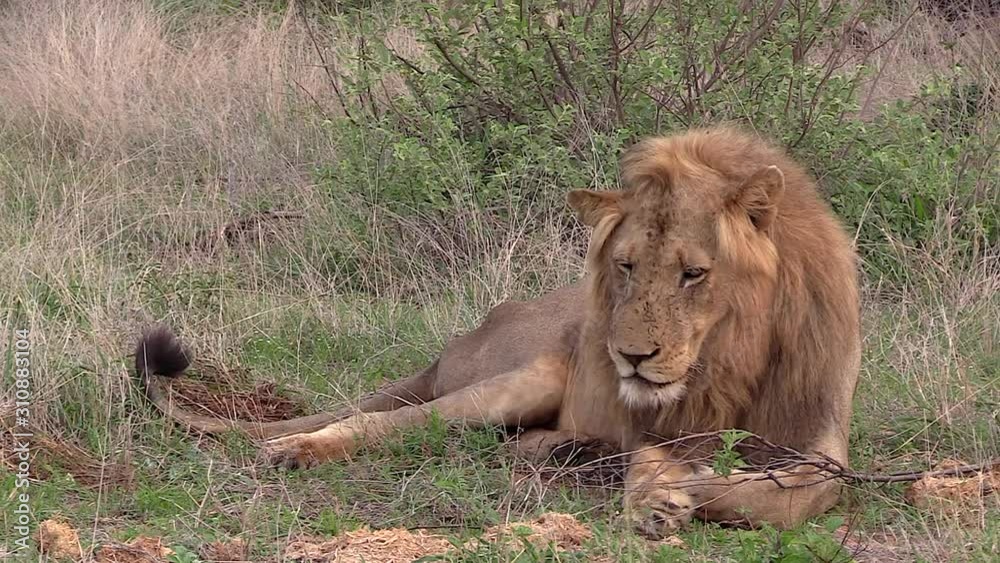 Male lion watches another lion approach. Static Male lion watches another lion approach. Static