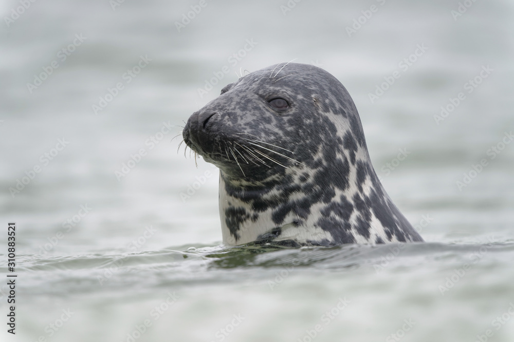 Fototapeta premium Schwimmende Kegelrobbe blickt auf Strand, Helgoland