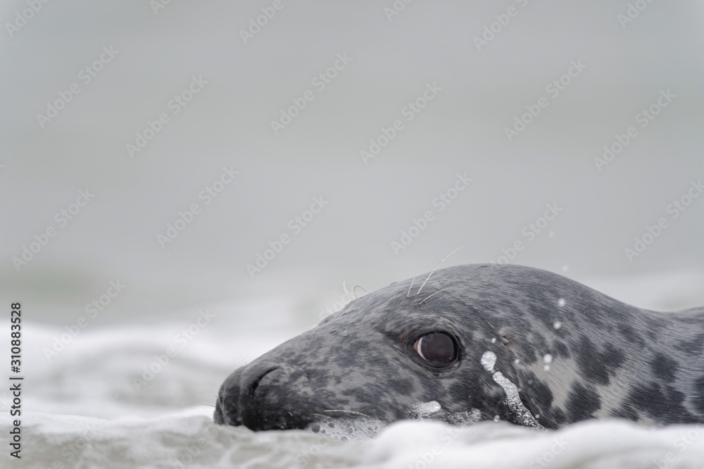 Obraz premium Schwimmende Kegelrobbe blickt auf Strand, Helgoland