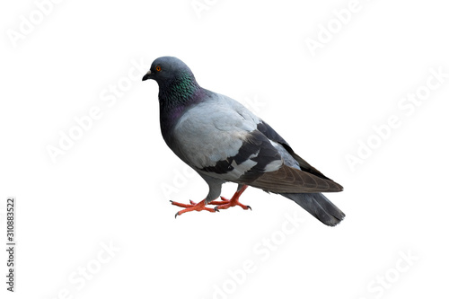 gray dove isolated on white background. pigeon bird. olumba livia. (with clipping path selection)