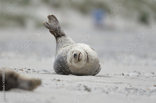 Fototapeta Naklejka Na Ścianę i Meble -  Seehund streckt sich mit Flossen am Strand, Düne Helgoland